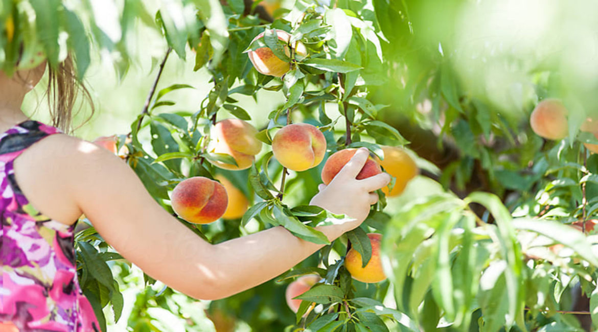 Local U-Pick Farms
