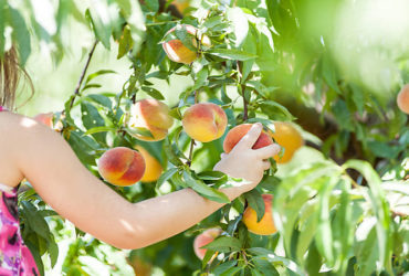 Local U-Pick Farms